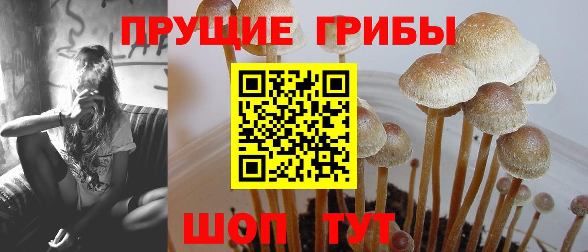 Псилоцибиновые грибы Psilocybine cubensis Батайск